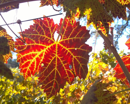 Carmenere leaf fall 2016